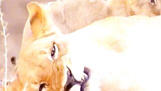 Rejected Lion Cub Fights for Survival