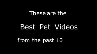 Funniest Pet Videos Ever