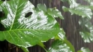 Beautiful nature