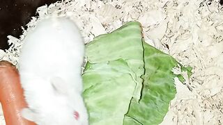 Funny hamsters  funny animal