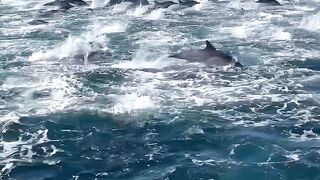 Stunning dolphin stampede off the coast of Oceanside