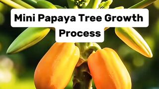 Mini Papaya Growth Process