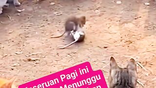 Duel Maut, Bagi yang Nggak Kuat Jangan Nonton