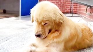 Funny Dog Reaction
