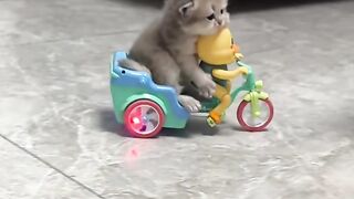 Funny cat
