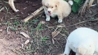 Playing puppys