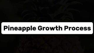 Pineapple Growth Process