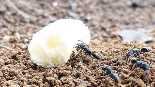 Black ants