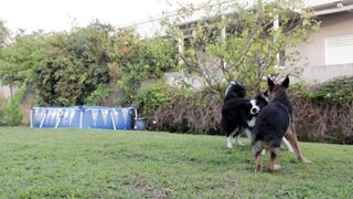 Double the Fun! Adorable Dogs Playing Together