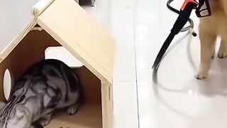 The cute dog is playing a prank on the cute cat again, maam