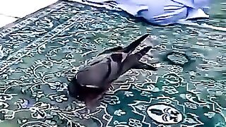 All creatures must bow down to Allah, the ruler of this universe