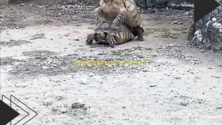 Kura-Kura Lagi Main Tapi Kok Jadi Begini?