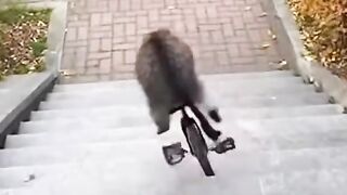 Cat Lover