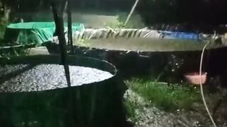 AMPUHCara mengobati lele KEMBUNG perutnya isi AIR atau ANGIN