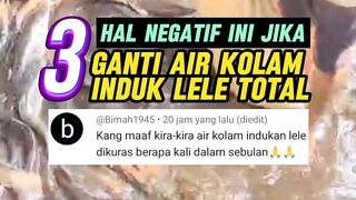 3 hal NEGATIF ini jika GANTI air kolam INDUK lele secara TOTAL