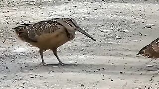 Viral Bird
