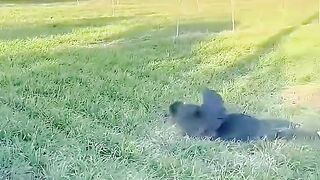 102 funny videos