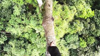 Professional tree climber