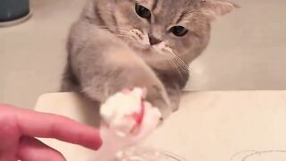 Cat mad with Icecream