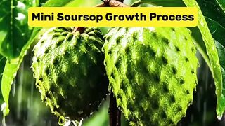 Soursop Growth Process