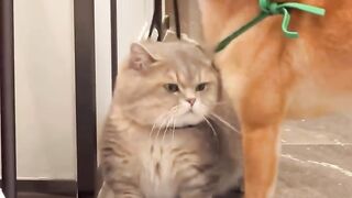 Cat Training with Motivation