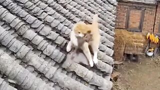 Unlucky civet attacked by cat