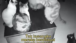 Cats also discuss like humans