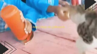 Fokus Nuang Saus, Ayamnya Hilang Diciduk Kucing!