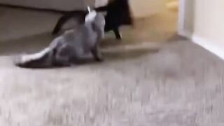 Cat Funny fights