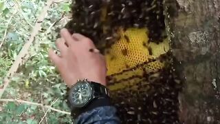 Amazing honey harvest