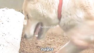 Abandoned Dogs Heartbreaking Waiting Story