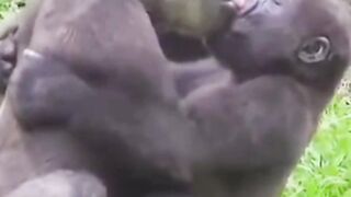 The monkey meeting, very funny beside them