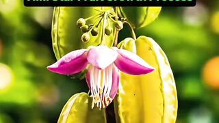 Mini Star Fruit Growth Process