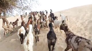 Moyna video