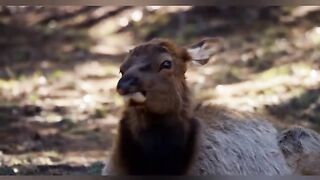 Best clip wild animal attacks in africa