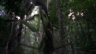 all creature scenes