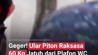 Retakan plafon bikin curiga, tapi siapa sangka isinya ular piton jumbo!