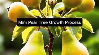 Mini Pear Tree