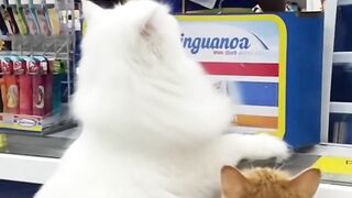 Oyen rebutan whiskas