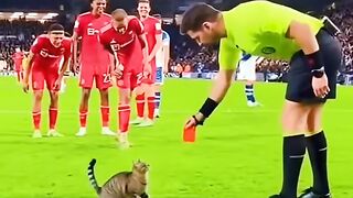 Cute cat gets red card