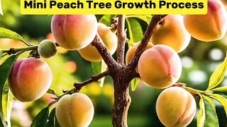 Mini Peach Tree Growth Process