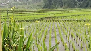 Green rice in the rice fields