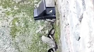 high-sensitivity mouse trap