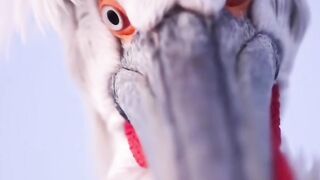 The Dalmatian Pelican (Pelecanus Crispus)