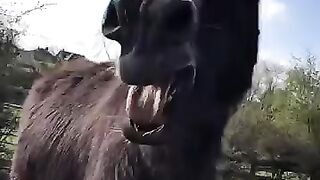 Donkey controversy