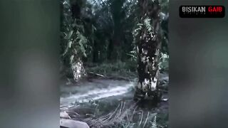 magrib di kebun sawit