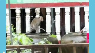 Malah ndak ada yg mau ngalah
