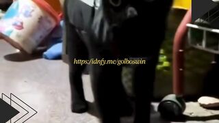 Kucing Pencium Bau Ikan Asin!