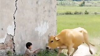 Cow save child