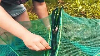 Ultimate Folding Fishing Cage  Your Go-To Trap for Fish, Crabs, Shrimp  More!